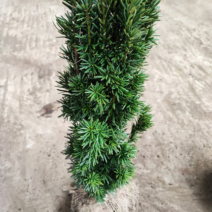 Fastigiata Robusta - Säuleneibe 60-70 cm Höhe