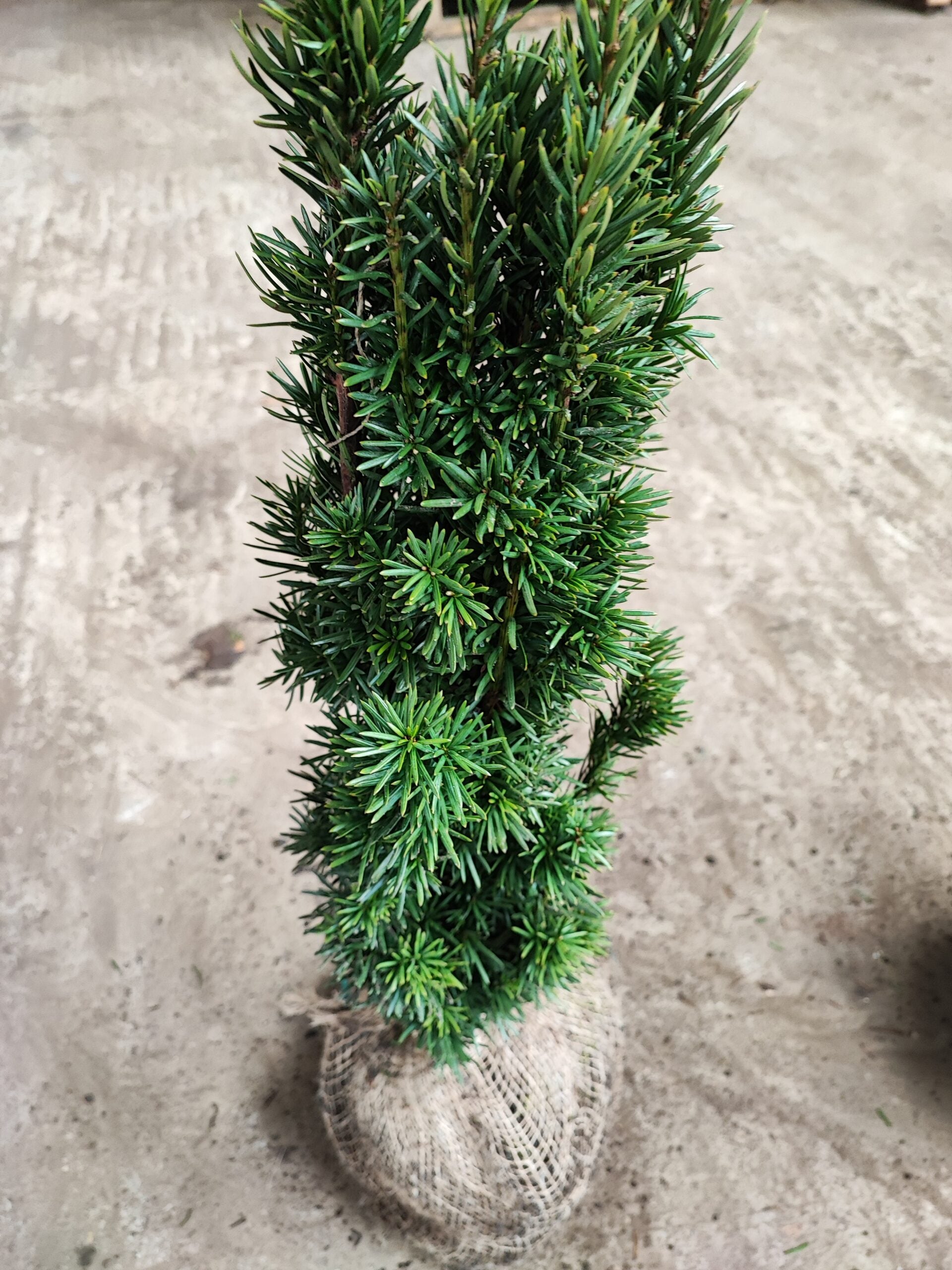 Fastigiata Robusta - Säuleneibe 60-70 cm Höhe