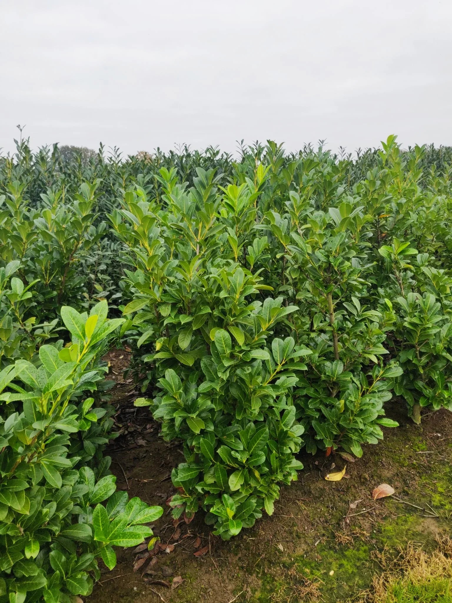 Kirschlorbeer Rotundifolia 100-125 cm Höhe Ballenware