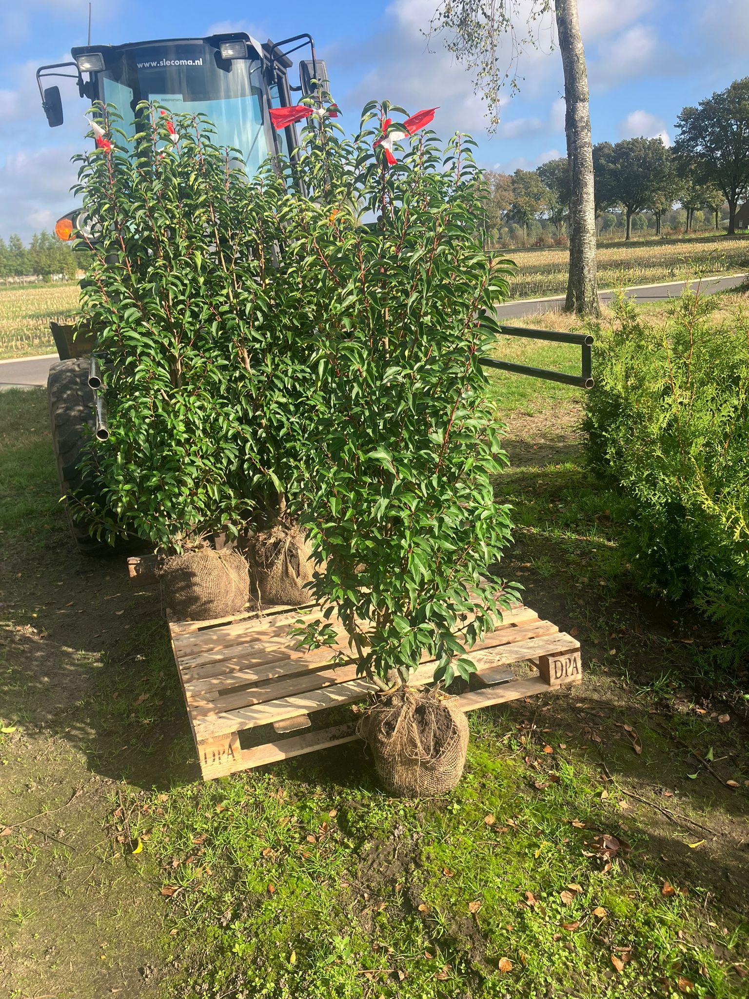 Portugiesischer Kirschlorbeer Angustifolia Höhe 140-160 cm Ballenware - Heckenpflanzen Thelen
