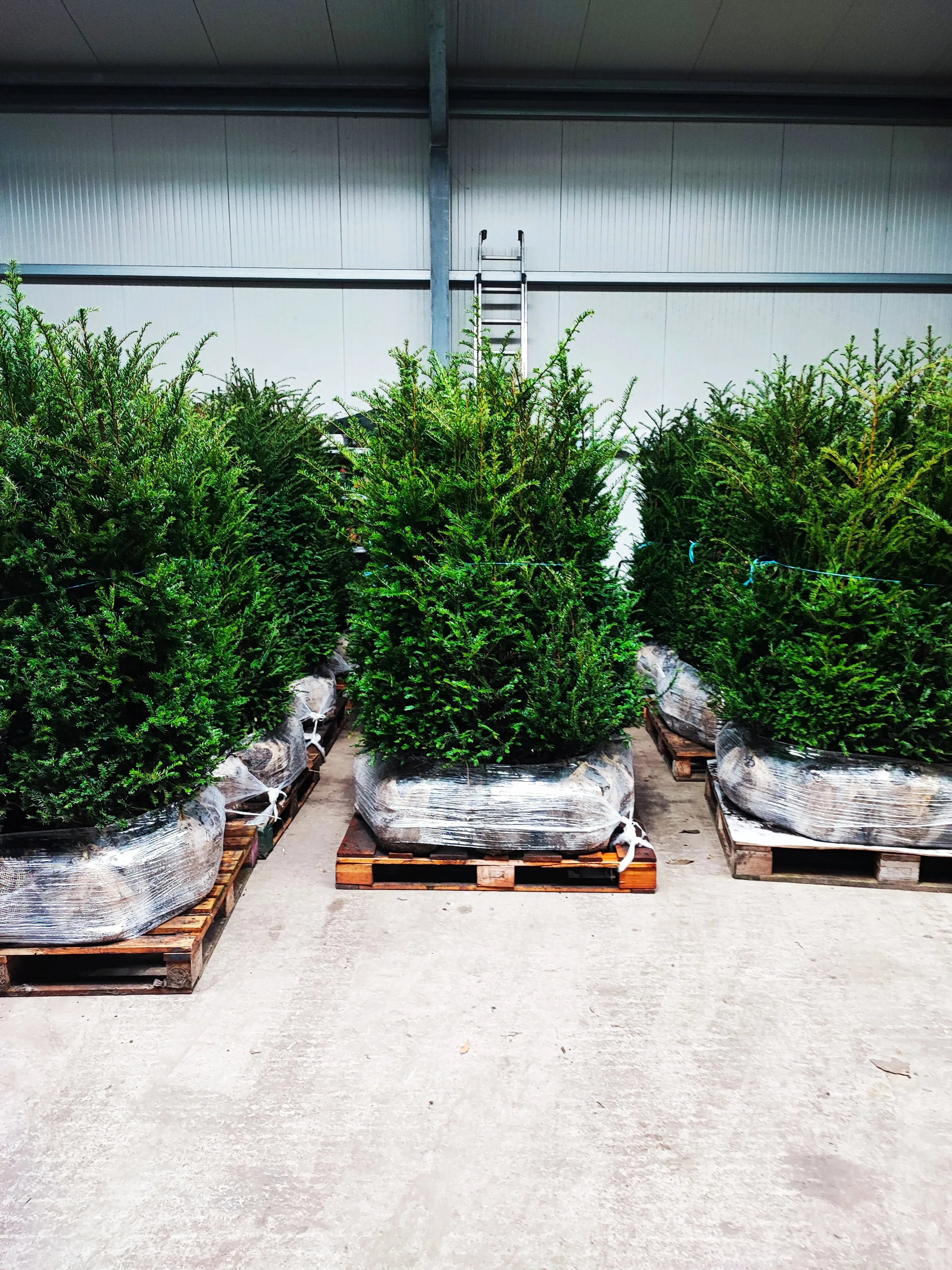 Heimische Eibe - Taxus baccata 140-160 cm Höhe - Heckenpflanzen Thelen