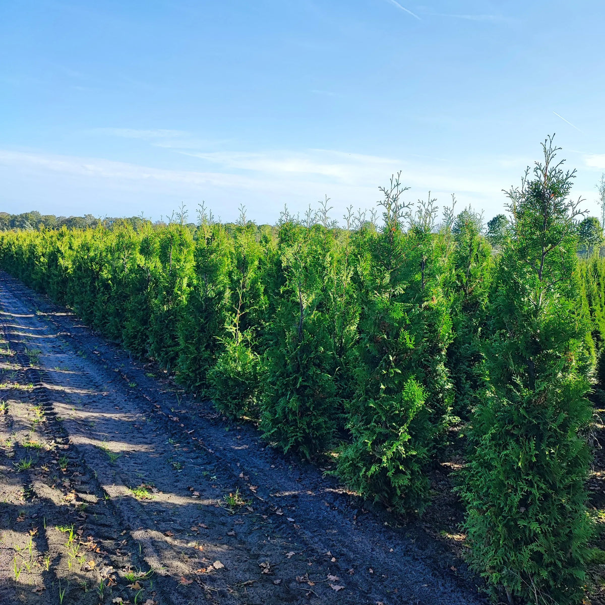 Abendländischer Lebensbaum Thuja occidentalis Brabant 150-175 cm Höhe