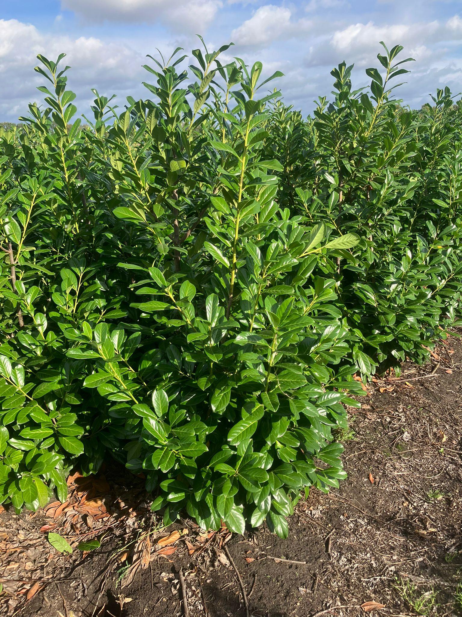 Kirschlorbeer Novita 150-175 cm Höhe Ballenware - Heckenpflanzen Thelen