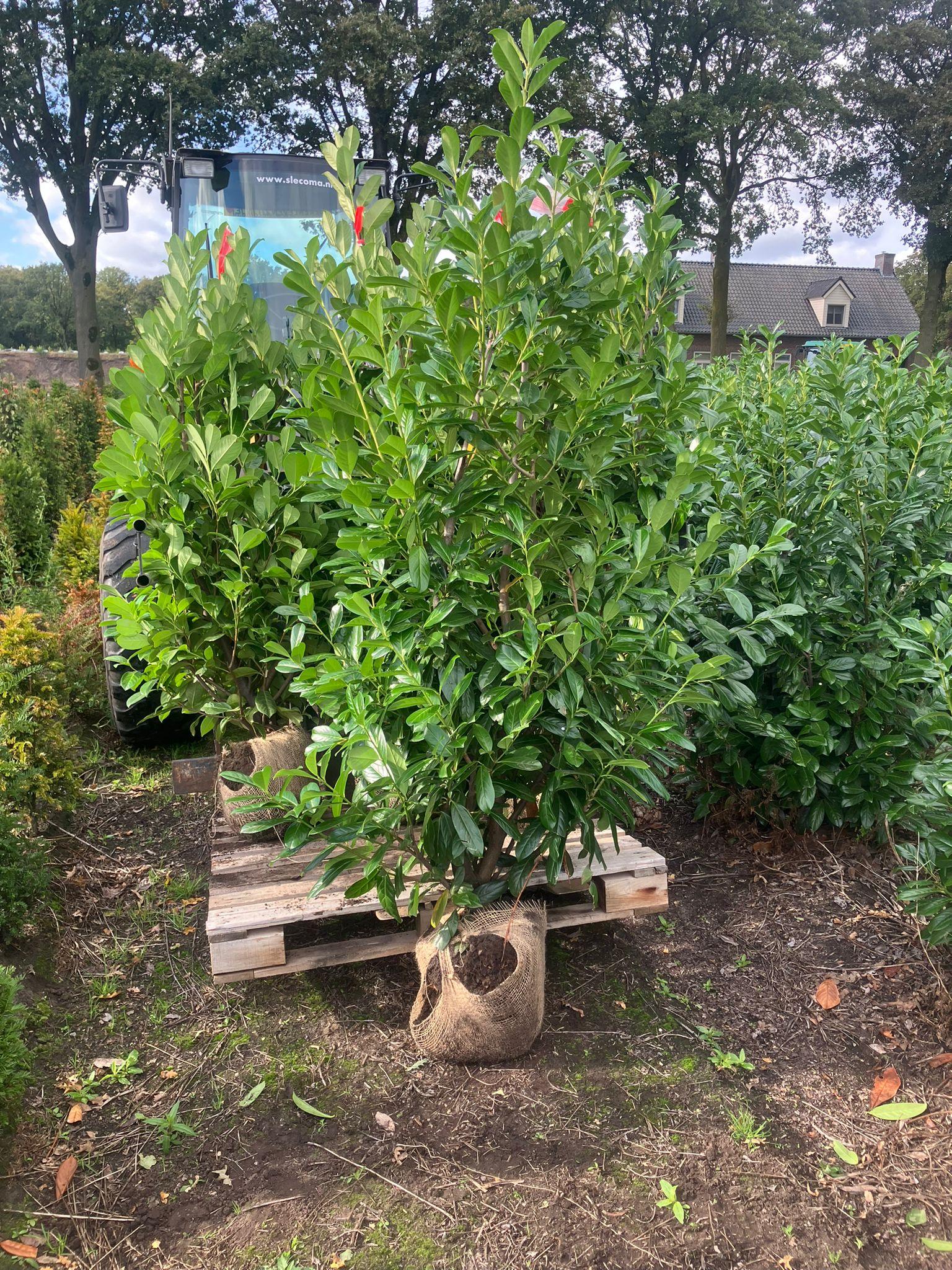Kirschlorbeer Novita online kaufen