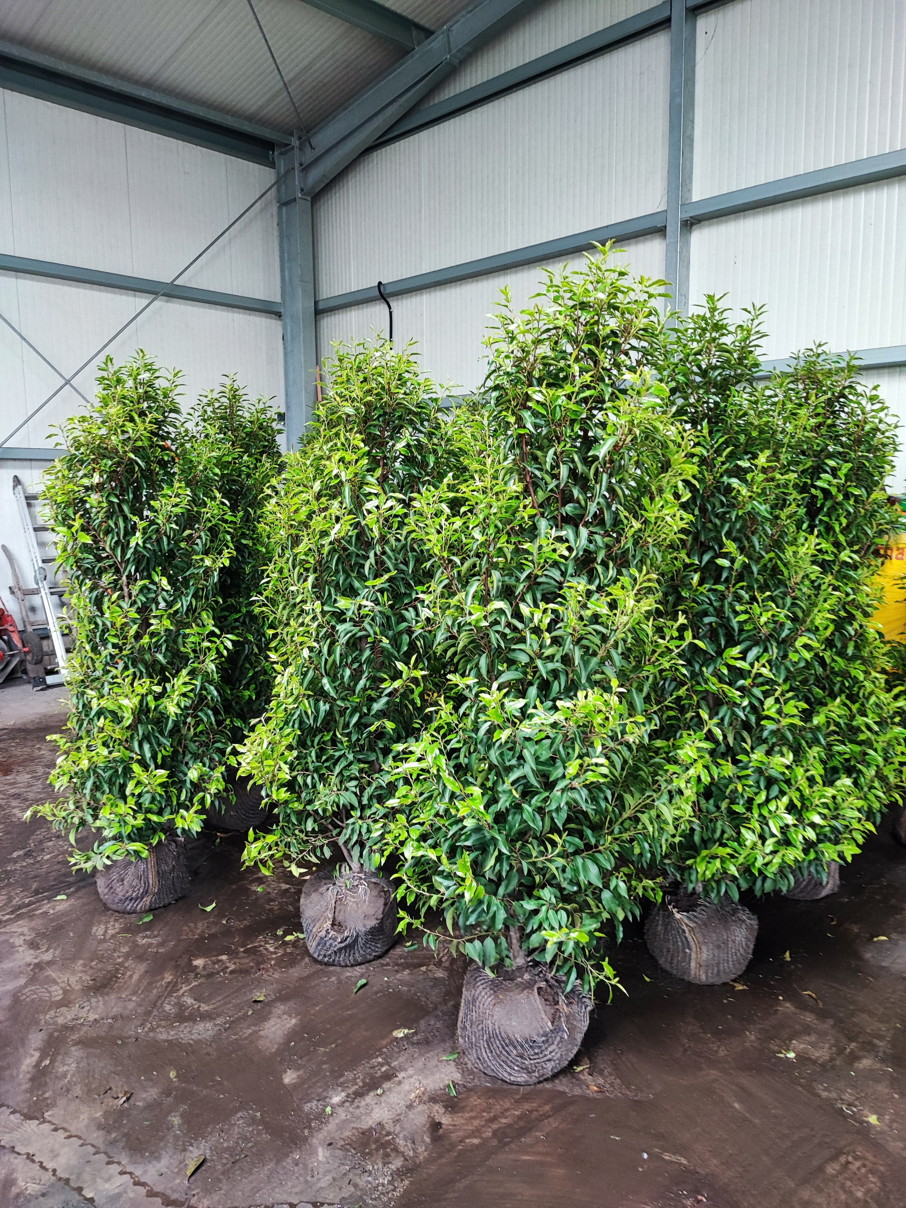 Portugiesischer Kirschlorbeer Angustifolia Höhe 180-200 cm Ballenware
