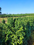 Kirschlorbeer Etna 80-100 cm Höhe - Heckenpflanzen Thelen