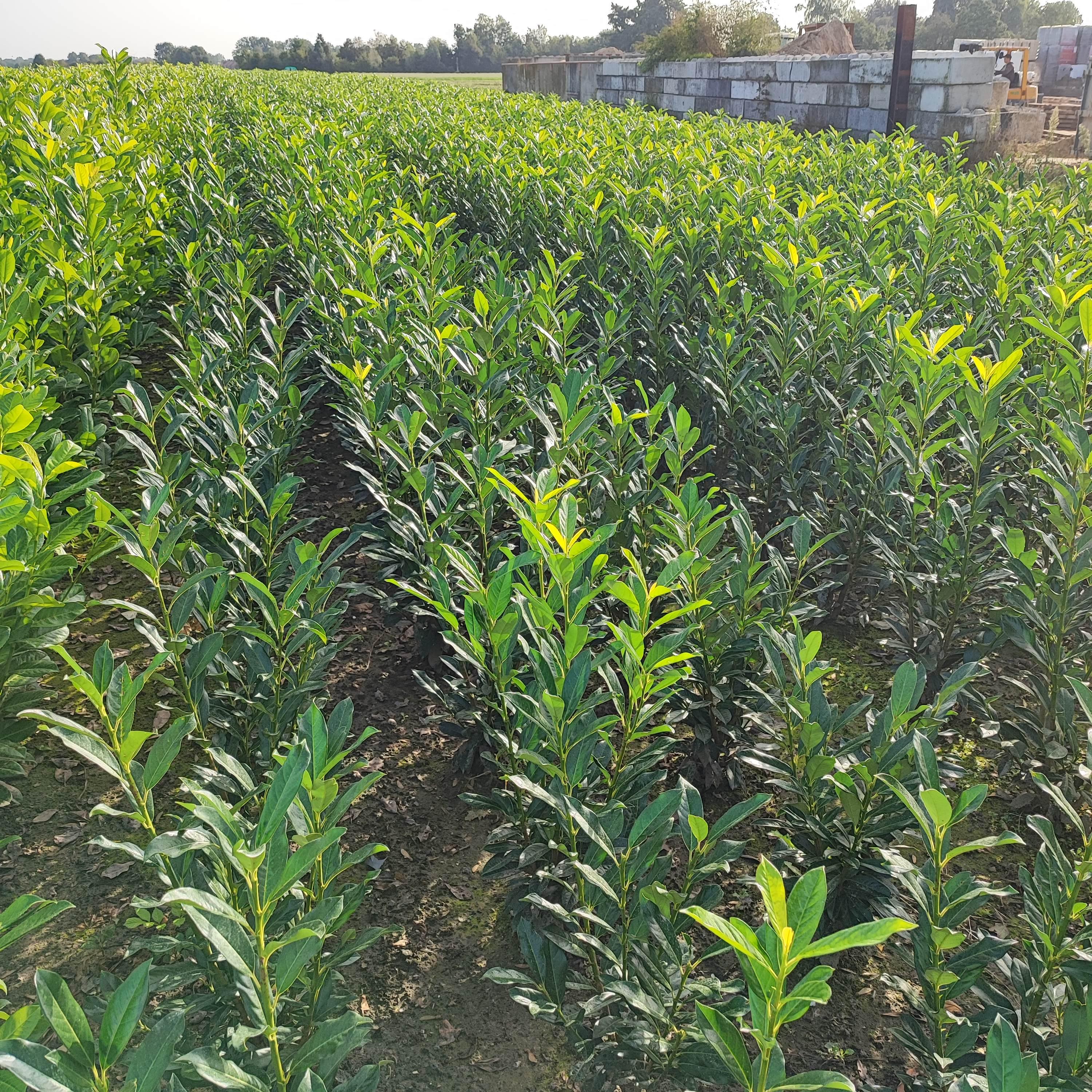 Kirschlorbeer Herbergii 125-150 cm Höhe Ballenware - Heckenpflanzen Thelen