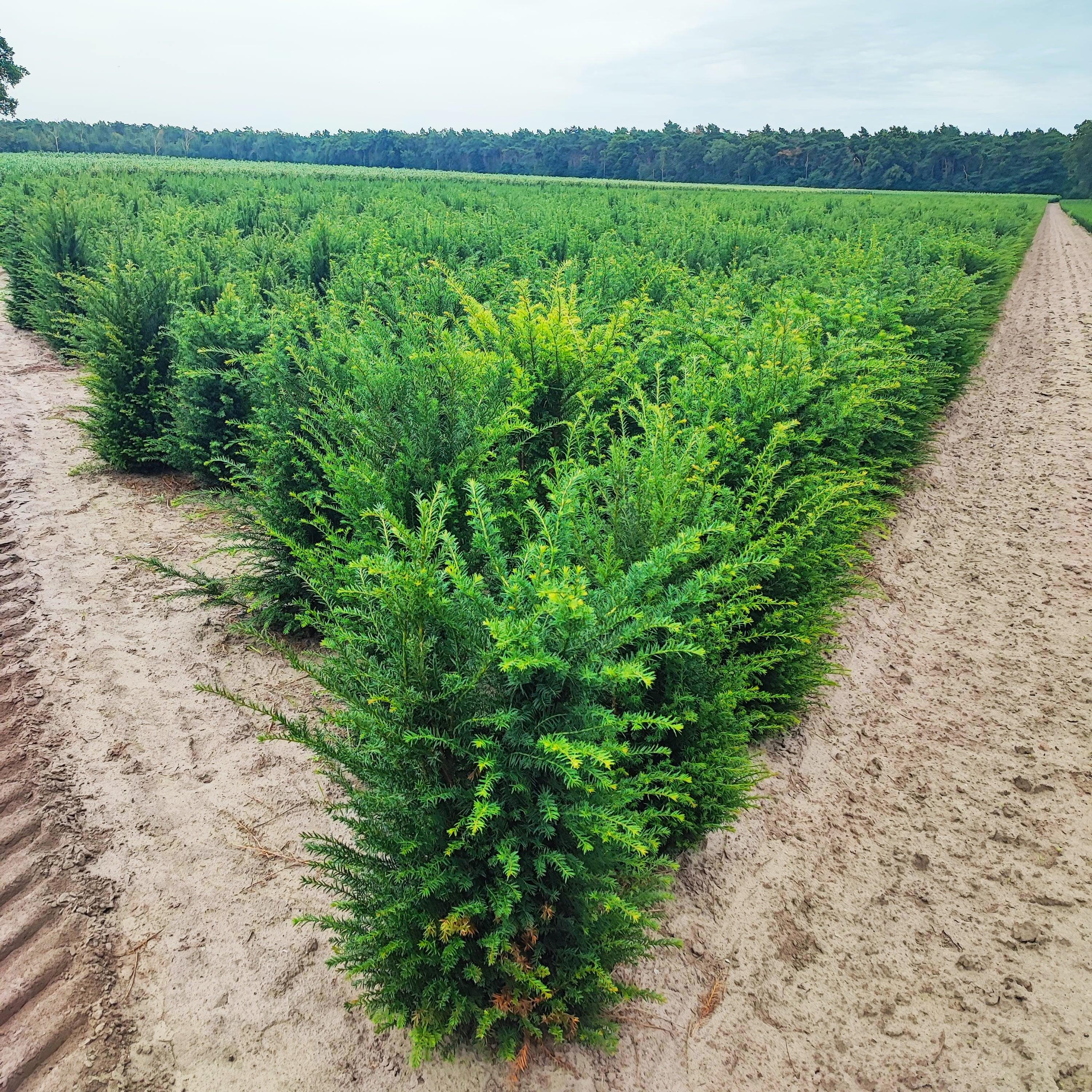 Heimische Eibe - Taxus baccata 80-100 cm Höhe - Heckenpflanzen Thelen