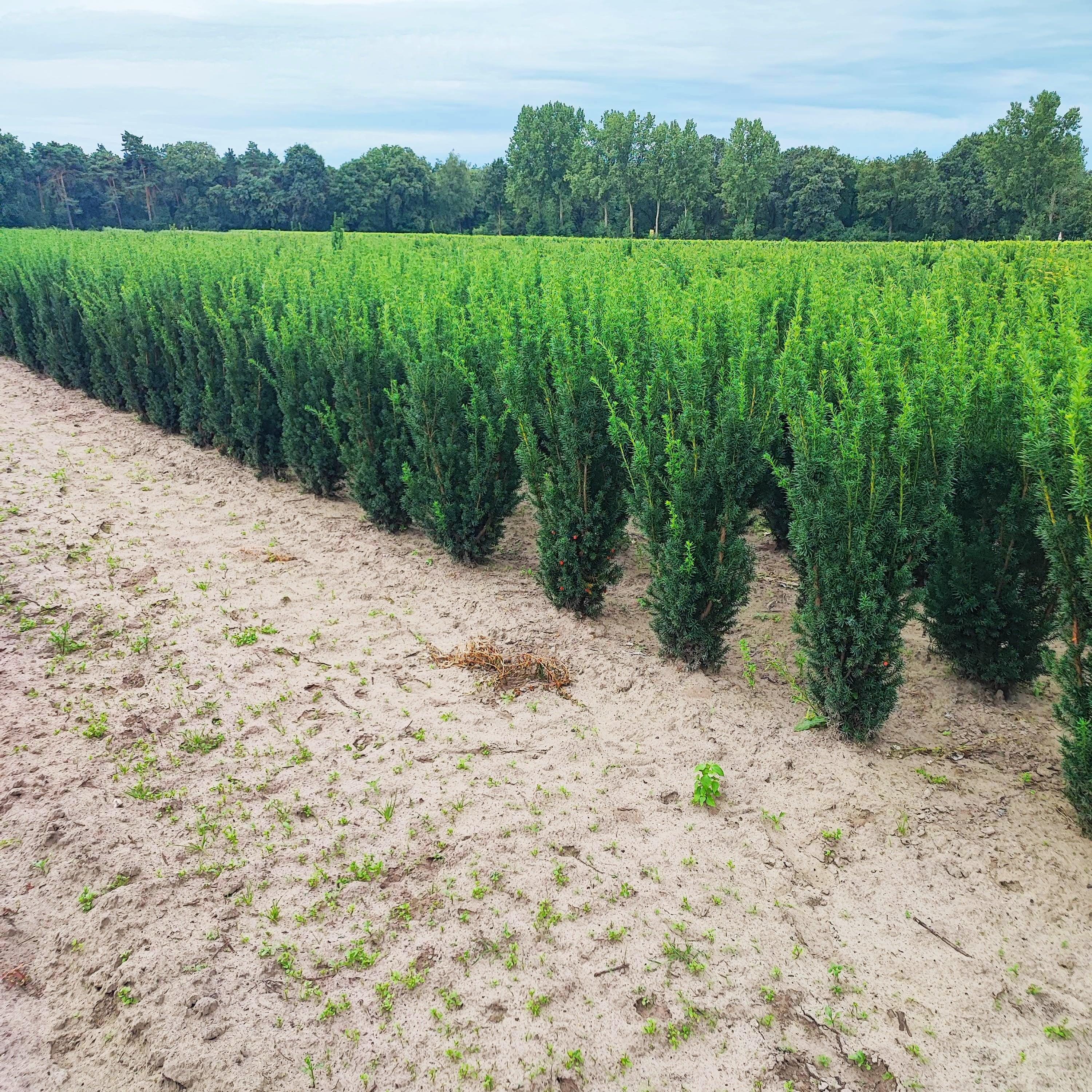 Taxus media Hicksii