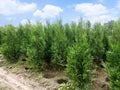 Abendländischer Lebensbaum Thuja occidentalis Brabant 100-125 cm Höhe