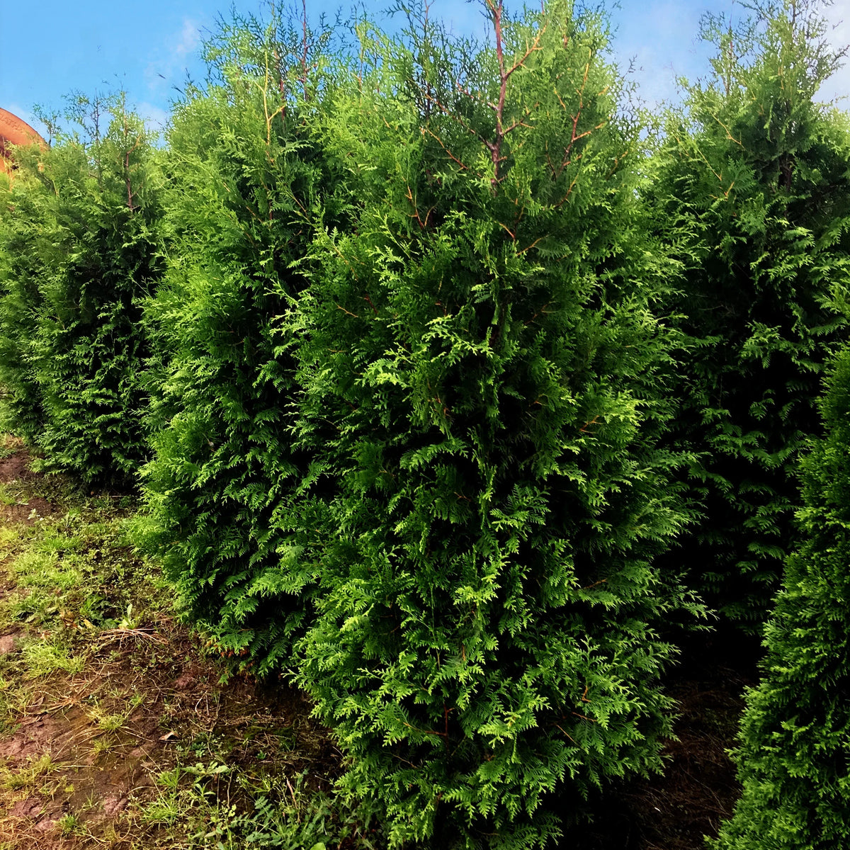 Abendländischer Lebensbaum Thuja occidentalis Brabant 125-150 cm Höhe