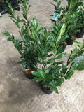 Kirschlorbeer - Kirschlorbeer Caucasica 60-80 cm Höhe Topfware