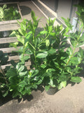 Kirschlorbeer Rotundifolia 60-80 cm Höhe Topfware