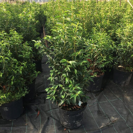 Portugiesischer Kirschlorbeer Angustifolia Höhe 80-100 cm Topfware