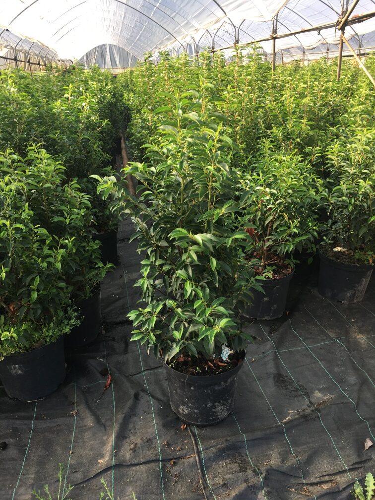 Portugiesischer Kirschlorbeer Angustifolia Höhe 80-100 cm Topfware - Heckenpflanzen Thelen