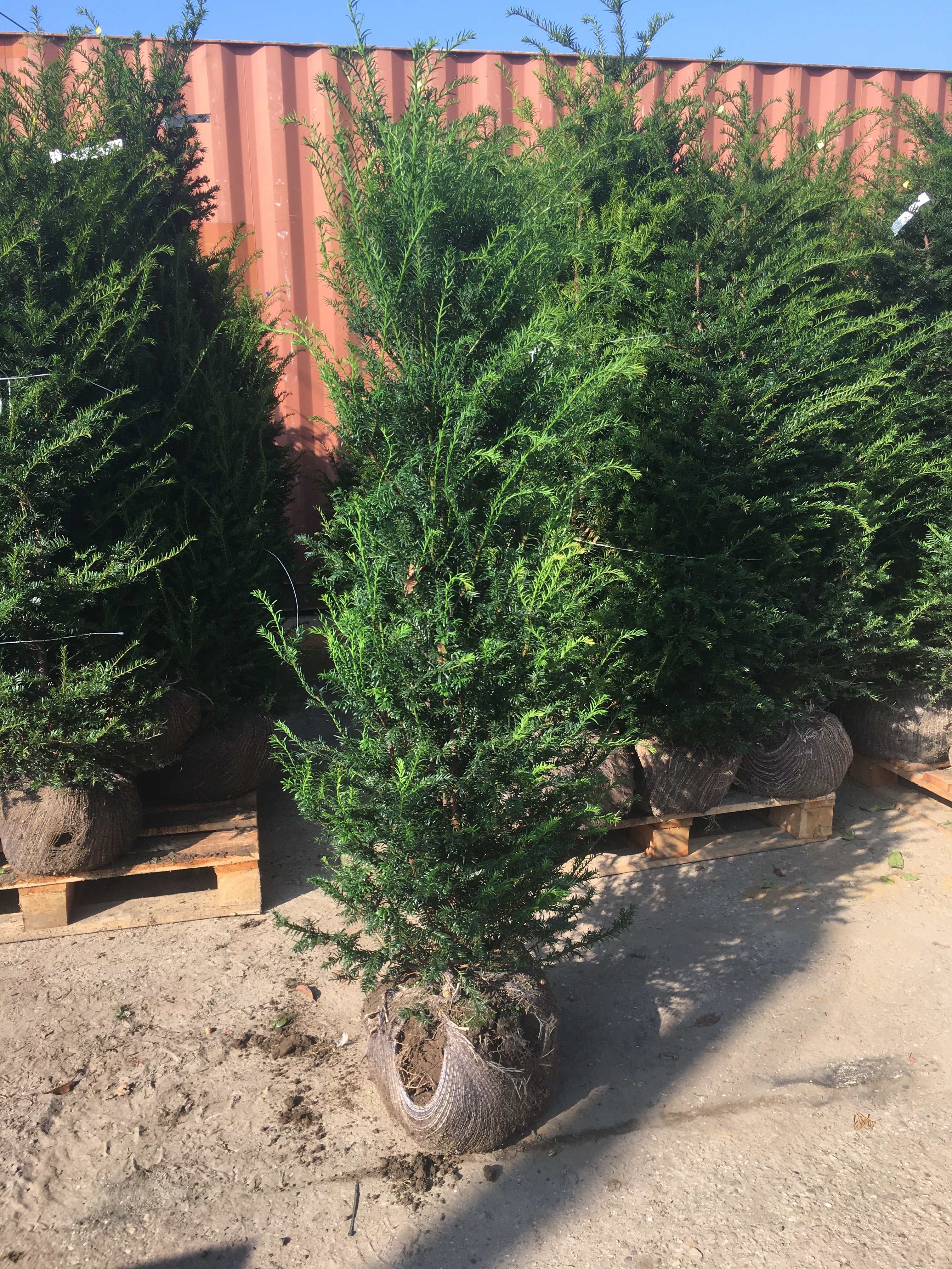 Heimische Eibe - Taxus baccata 140-160 cm Höhe