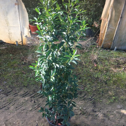 Portugiesischer Kirschlorbeer Angustifolia Höhe 100-120 cm Topfware