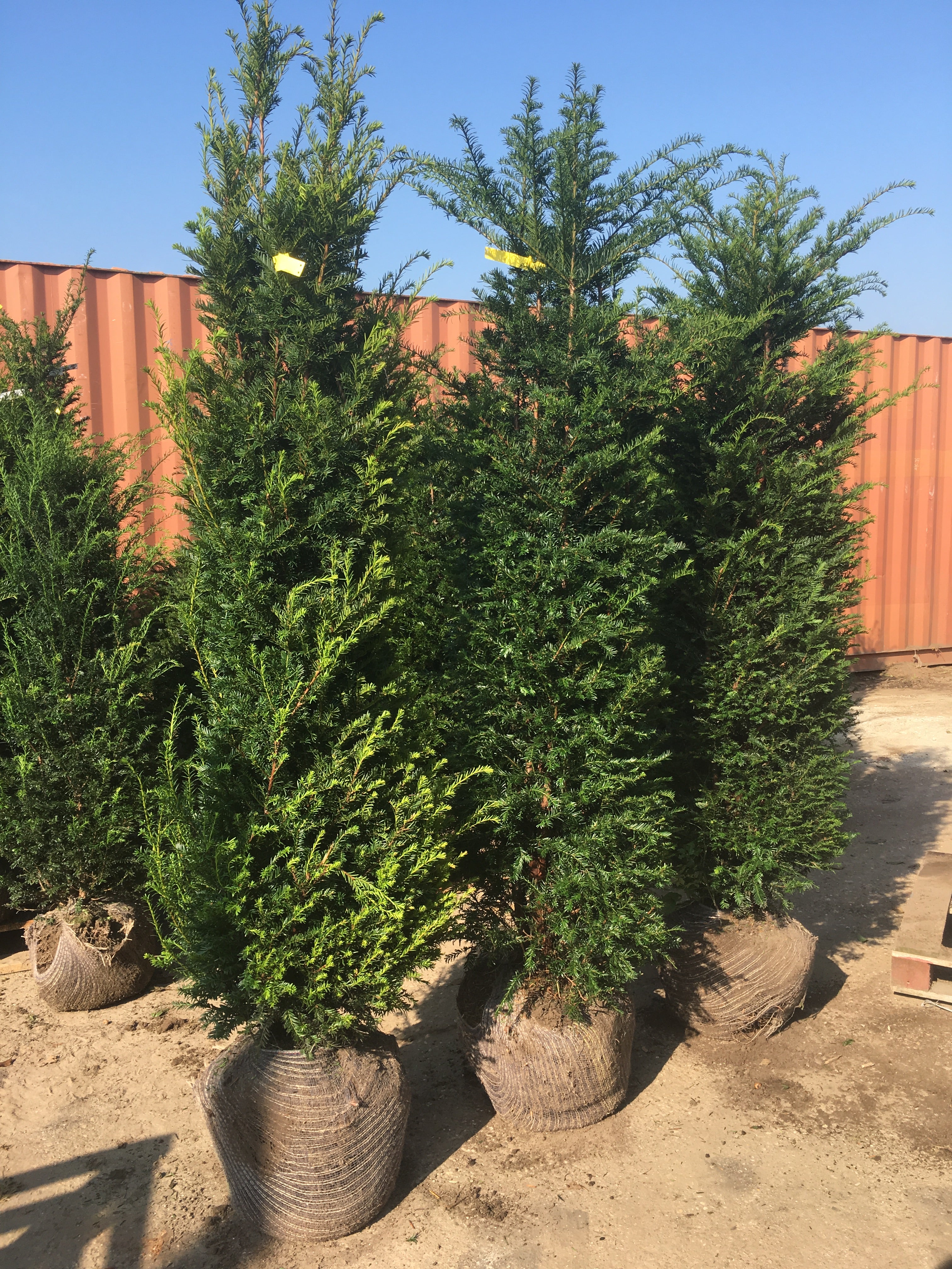 Heimische Eibe - Taxus baccata 180-200 cm Höhe