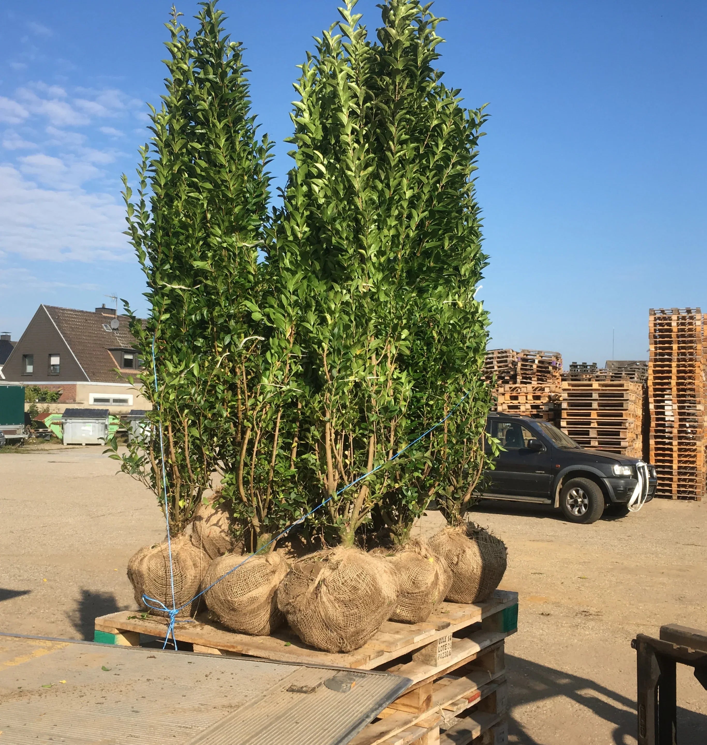 Ovalblättriger Liguster Höhe 100-125 cm Ballenware - Heckenpflanzen Thelen