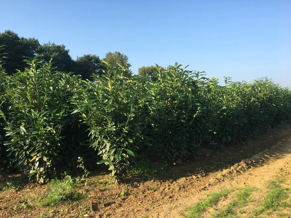 Kirschlorbeer Novita 150-175 cm Höhe Ballenware - Heckenpflanzen Thelen