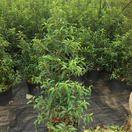 Portugiesischer Kirschlorbeer Angustifolia Höhe 100-120 cm Topfware