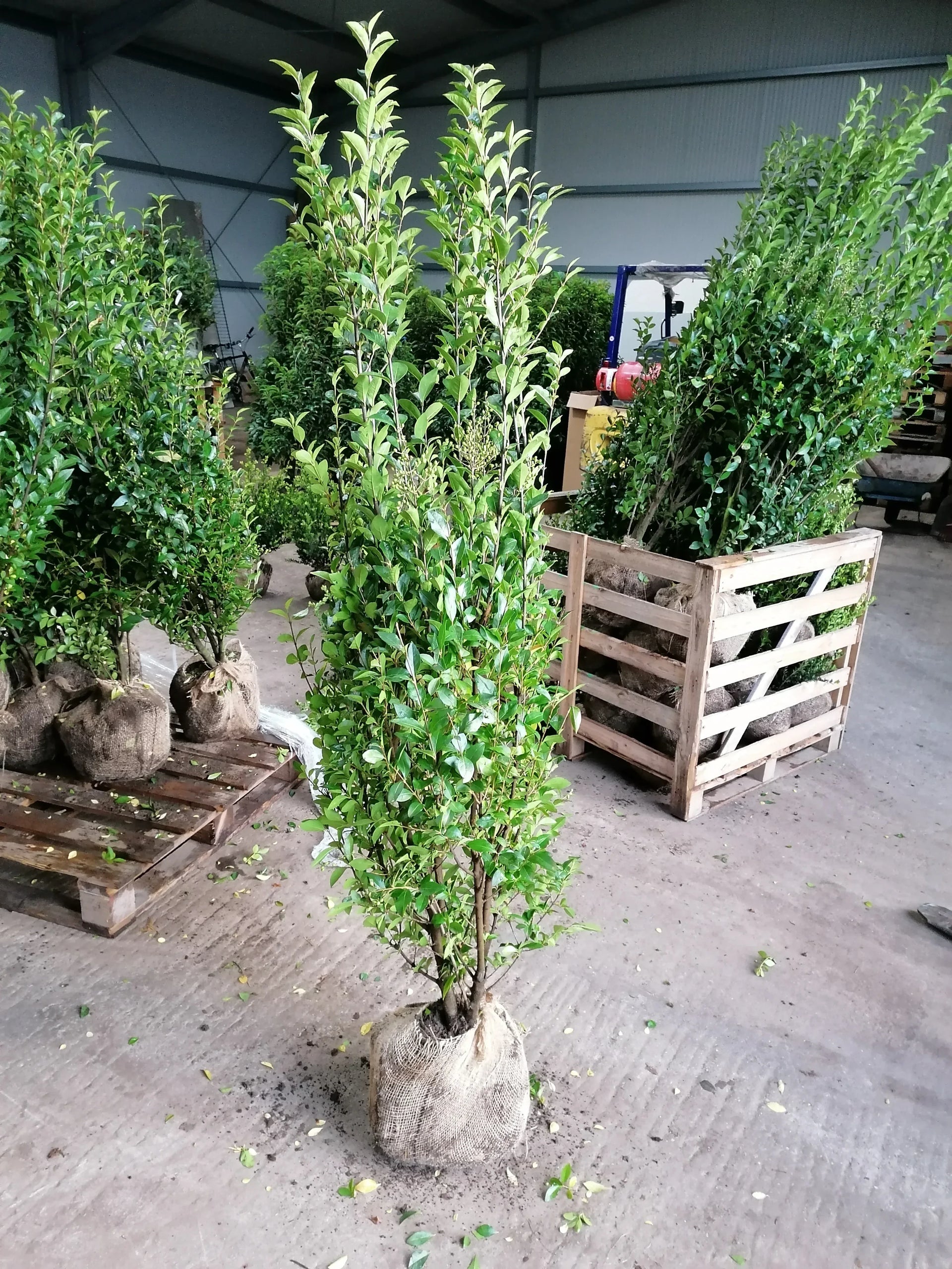 Ovalblttriger Liguster Hhe 125-150 cm Ballenware