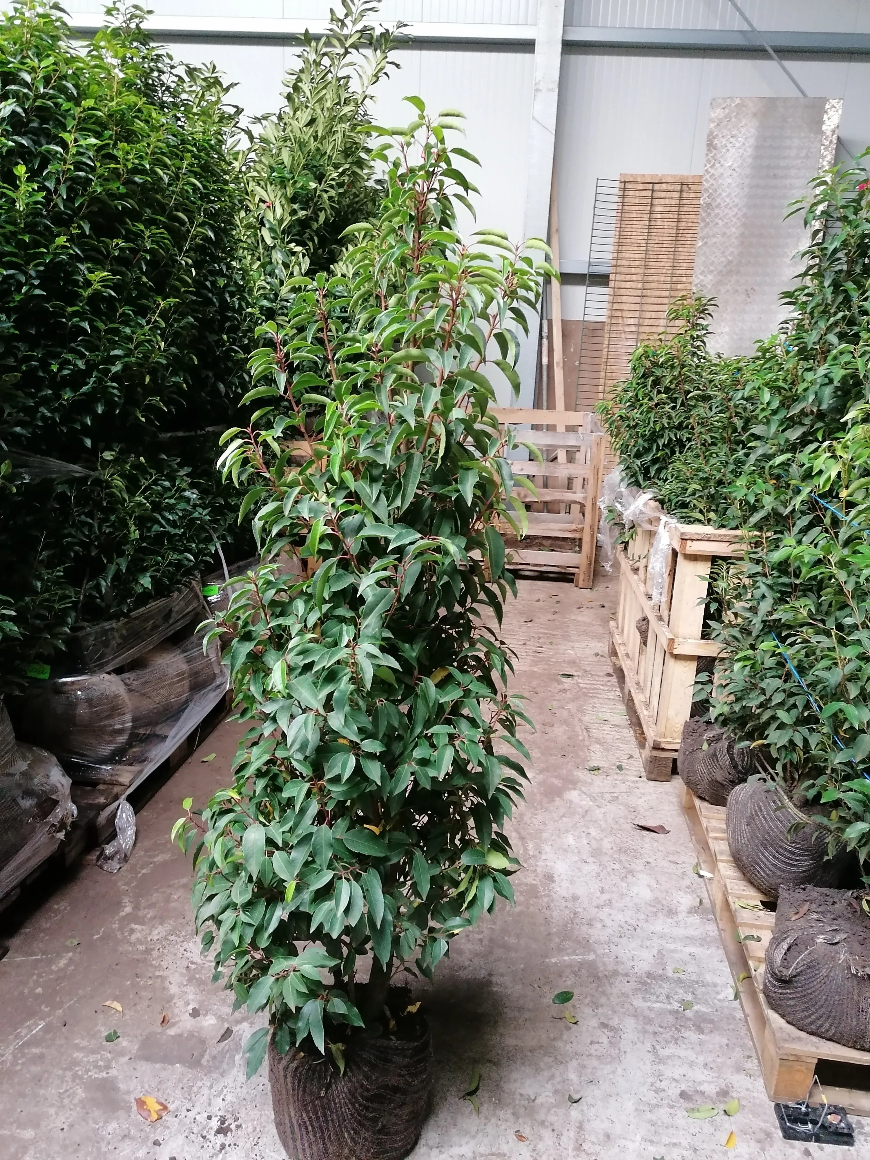 Portugiesischer Kirschlorbeer Angustifolia Höhe 140-160 cm Ballenware - Heckenpflanzen Thelen