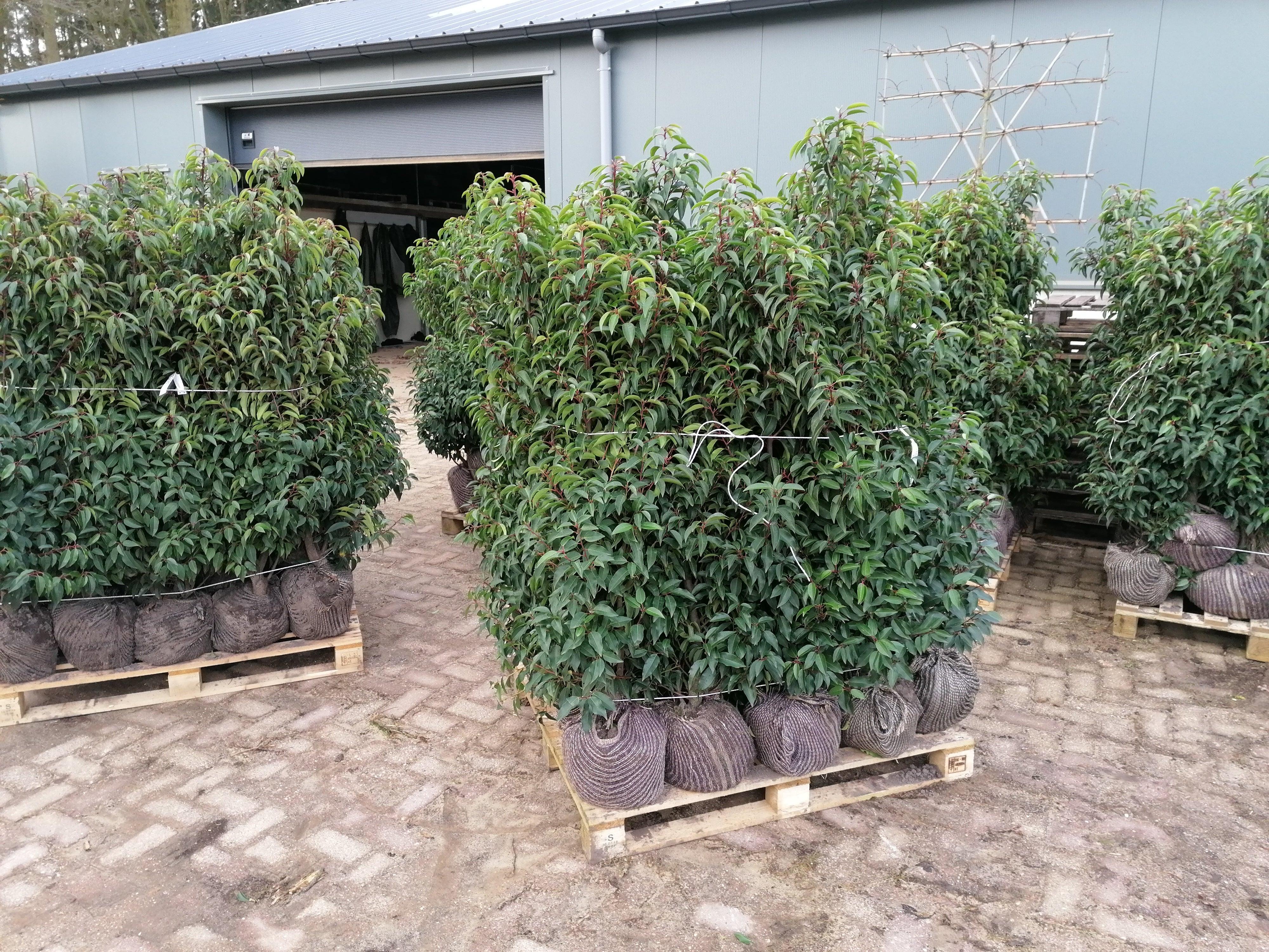 Portugiesischer Kirschlorbeer Angustifolia Höhe 120-140 cm Ballenware - Heckenpflanzen Thelen