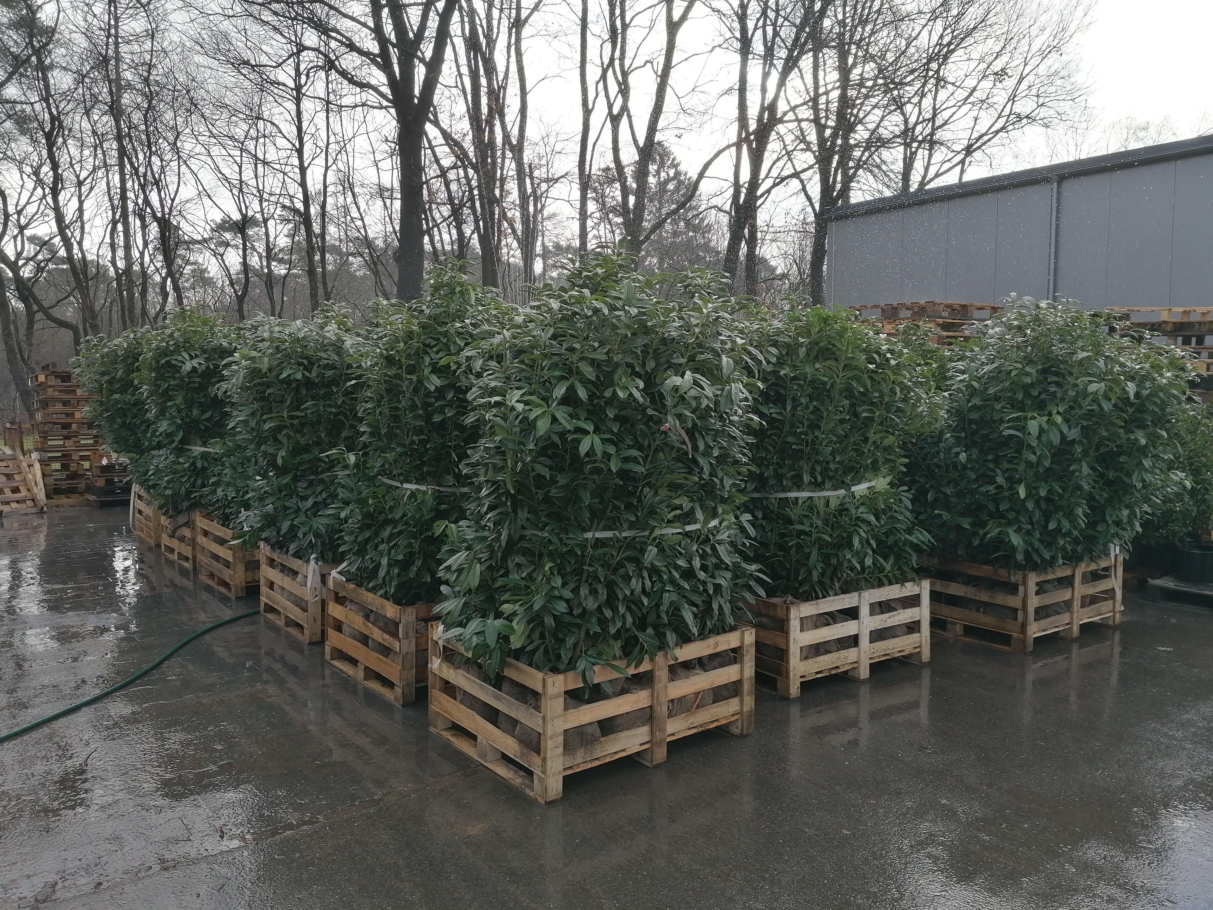 Kirschlorbeer Genolia 140-160 cm Höhe Ballenware - Heckenpflanzen Thelen