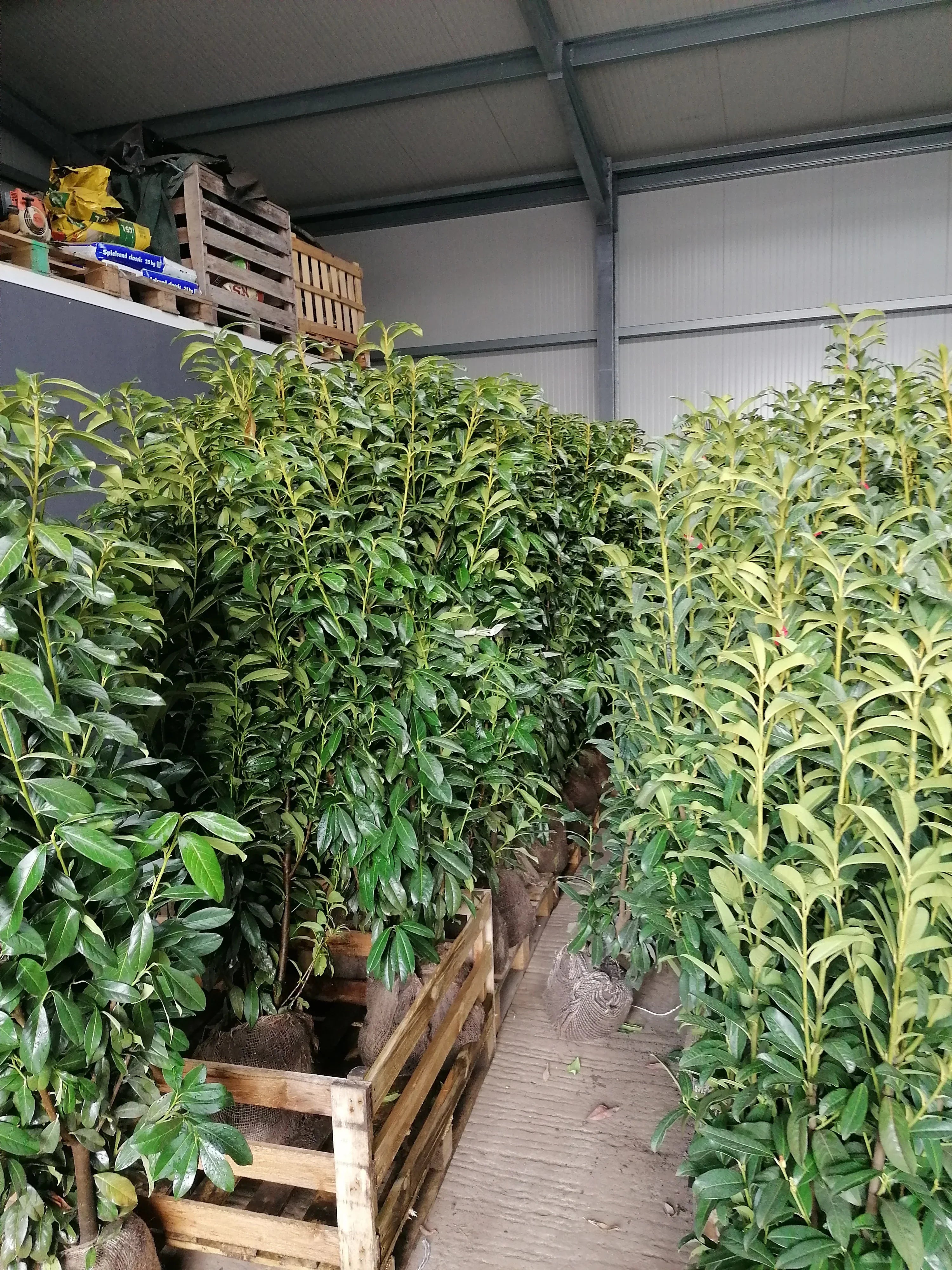 Kirschlorbeer Genolia 140-160 cm Höhe Ballenware - Heckenpflanzen Thelen