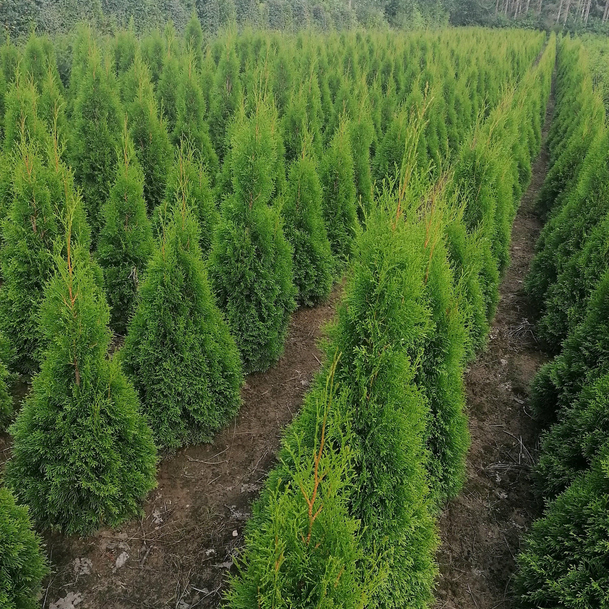 Lebensbaum Thuja occidentalis Smaragd 120-140 cm Höhe Ballenware