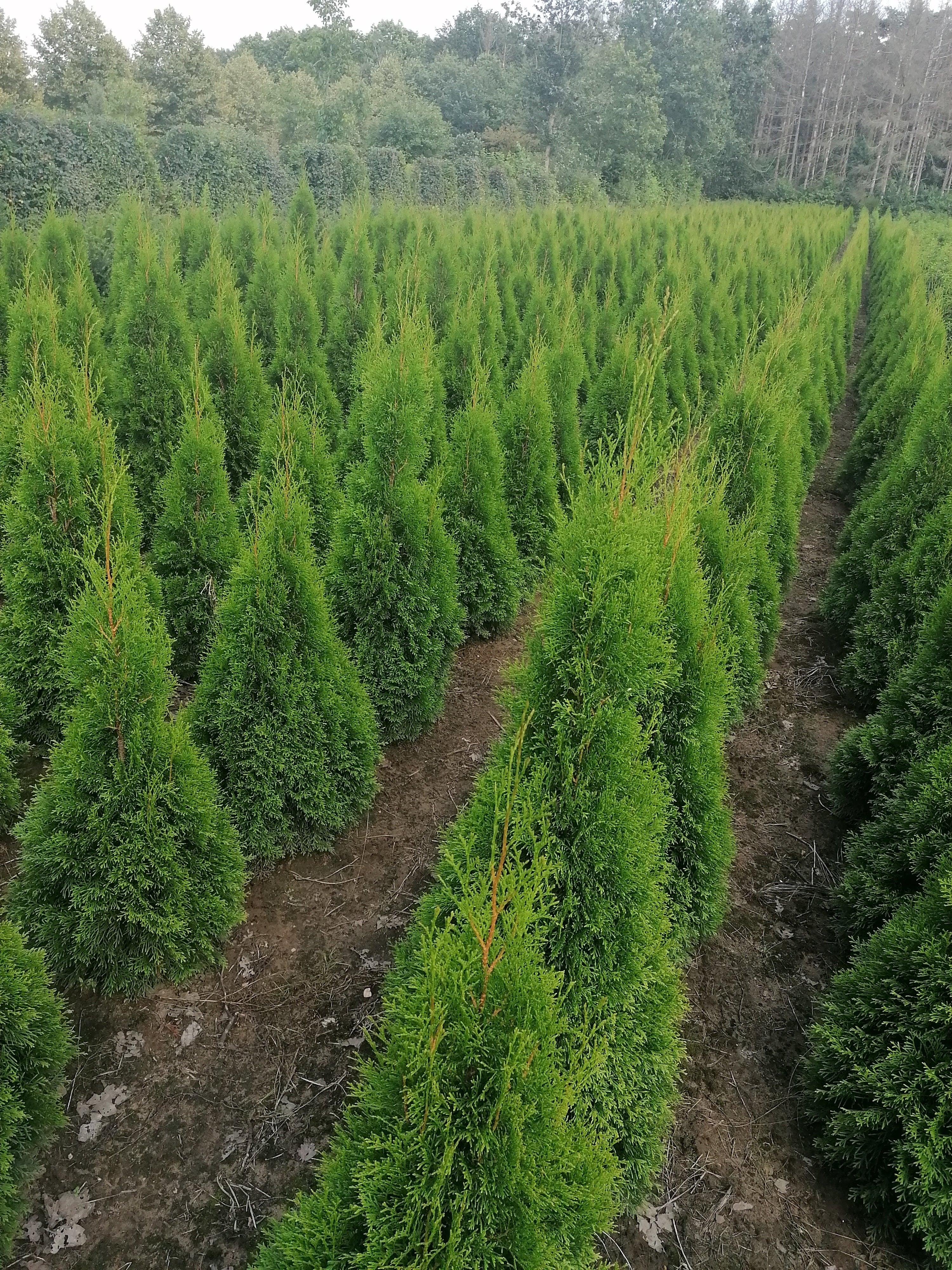 Lebensbaum Thuja occidentalis Smaragd 120-140 cm Höhe Ballenware
