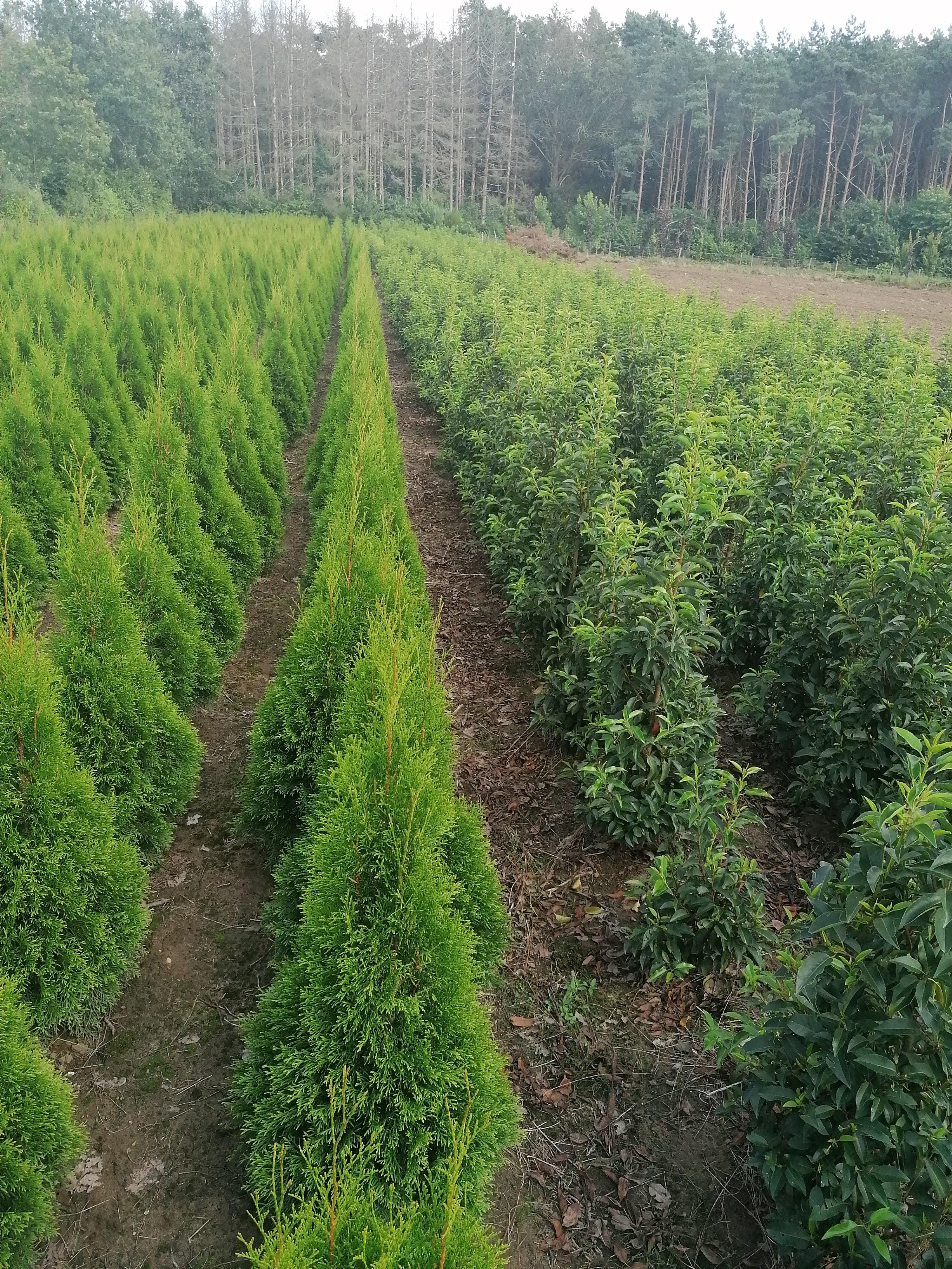 Lebensbaum Thuja occidentalis Smaragd 80-100 cm Höhe Ballenware