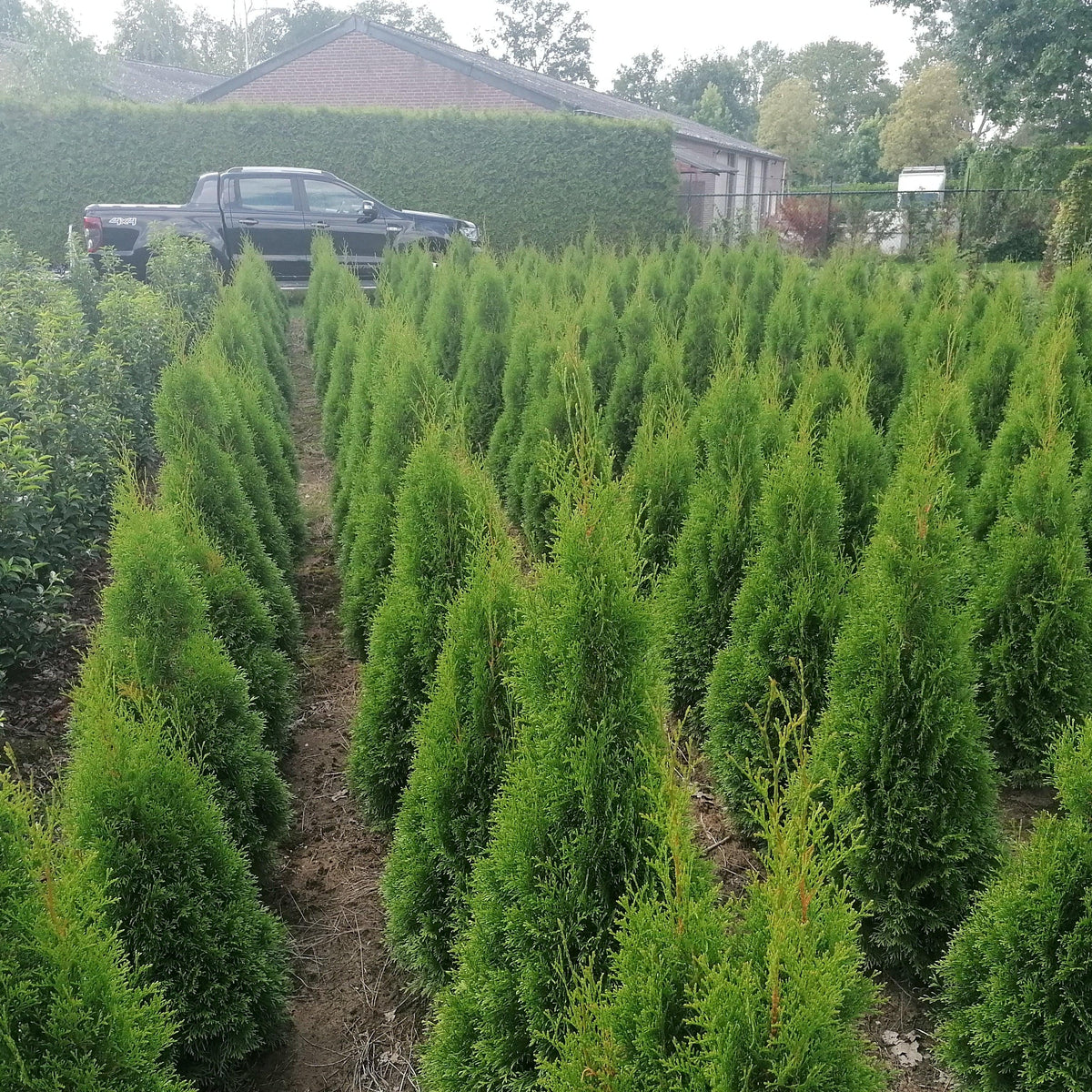 Lebensbaum Thuja occidentalis Smaragd 100-120 cm Höhe Ballenware