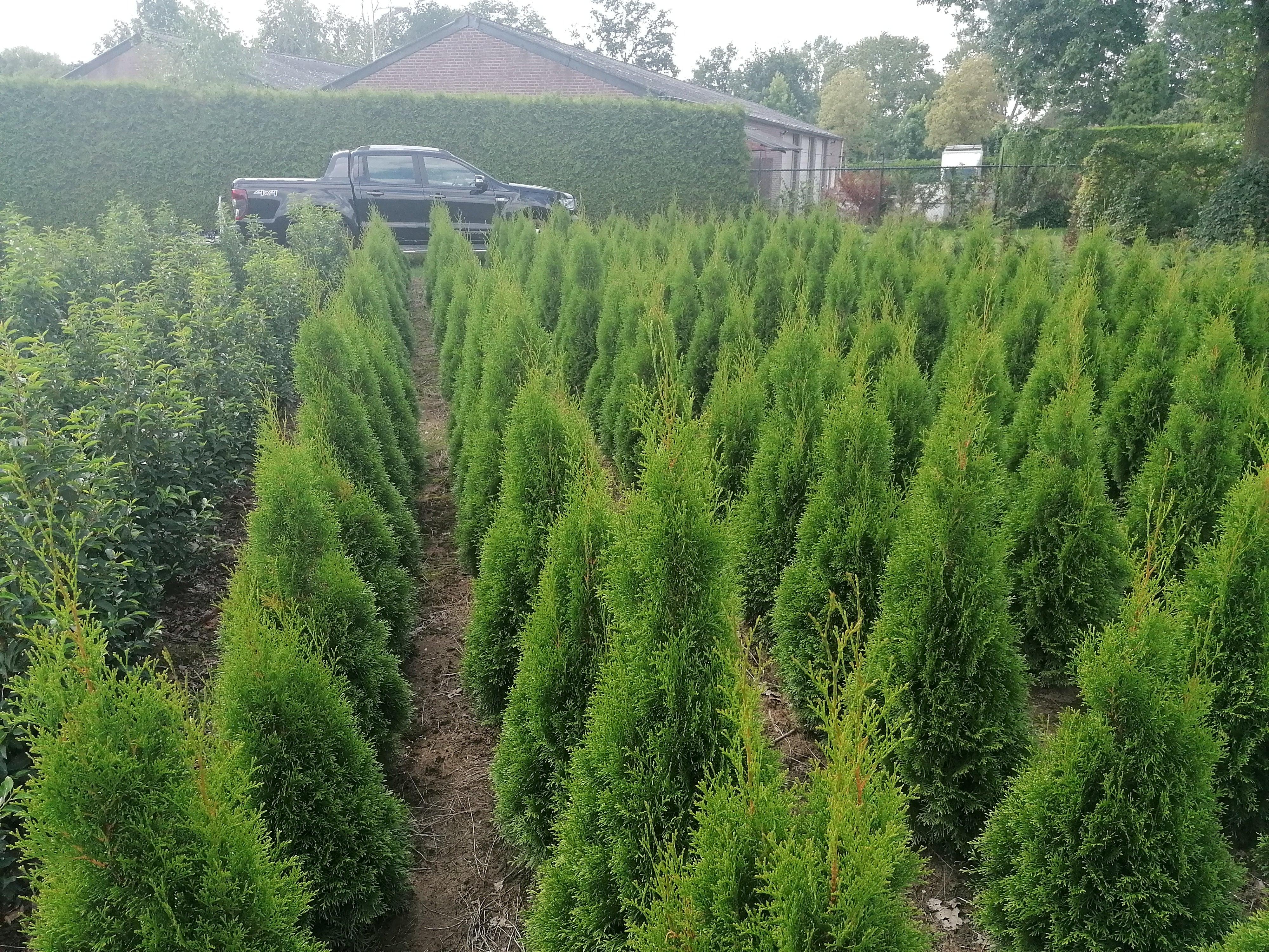 Lebensbaum Thuja occidentalis Smaragd 100-120 cm Höhe Ballenware - Heckenpflanzen Thelen