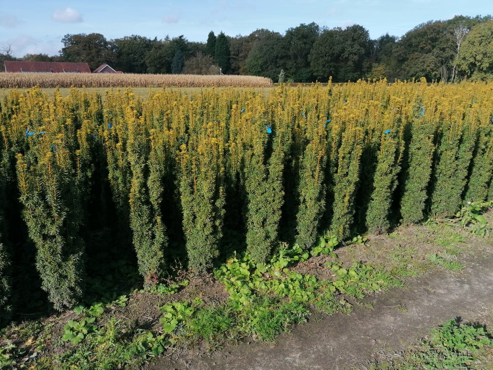 Taxus baccata 'David' - Goldgelbe Säuleneibe David 120 - 140 cm Höhe