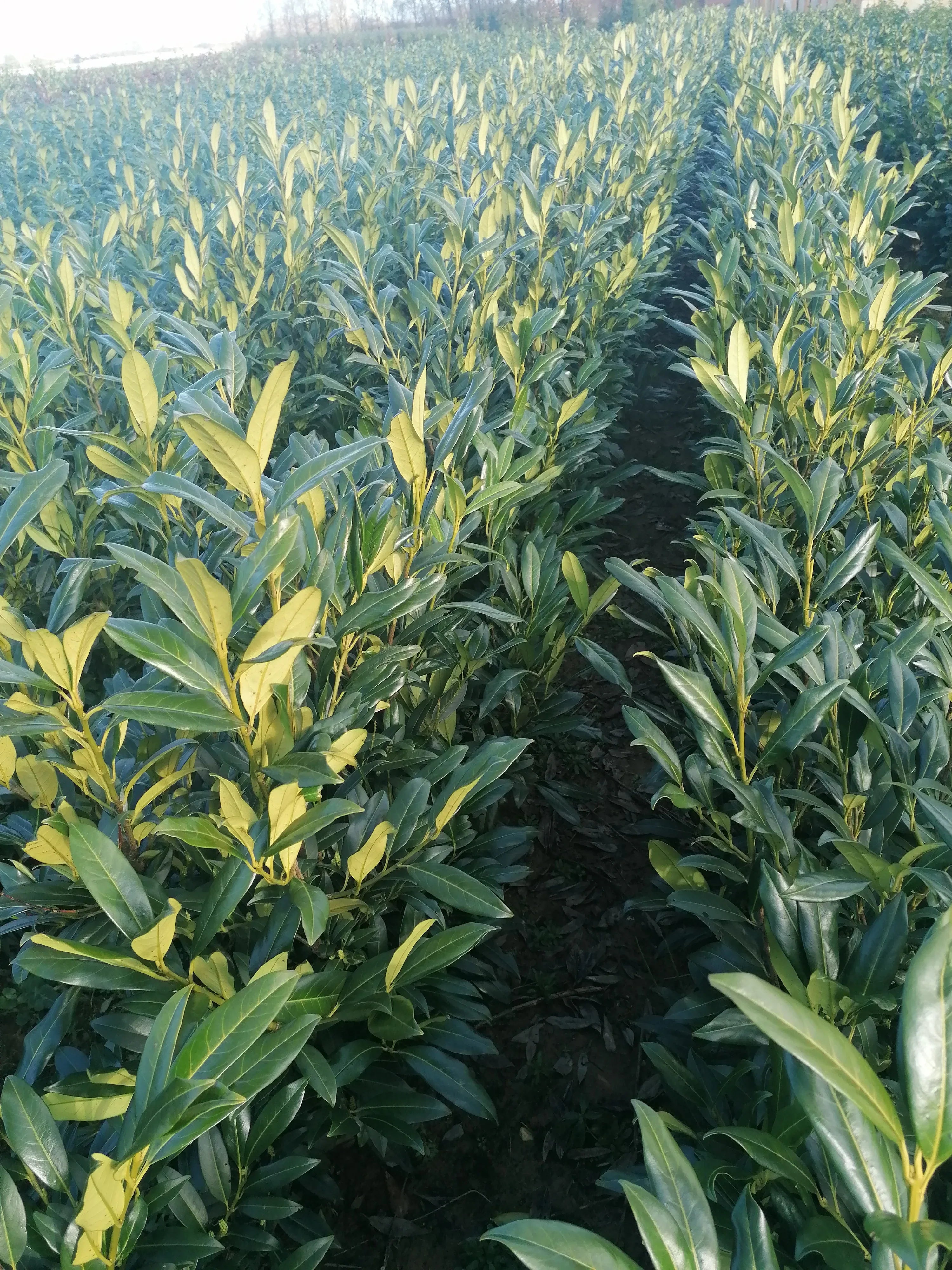 Kirschlorbeer Herbergii 150-175 cm Höhe Ballenware - Heckenpflanzen Thelen