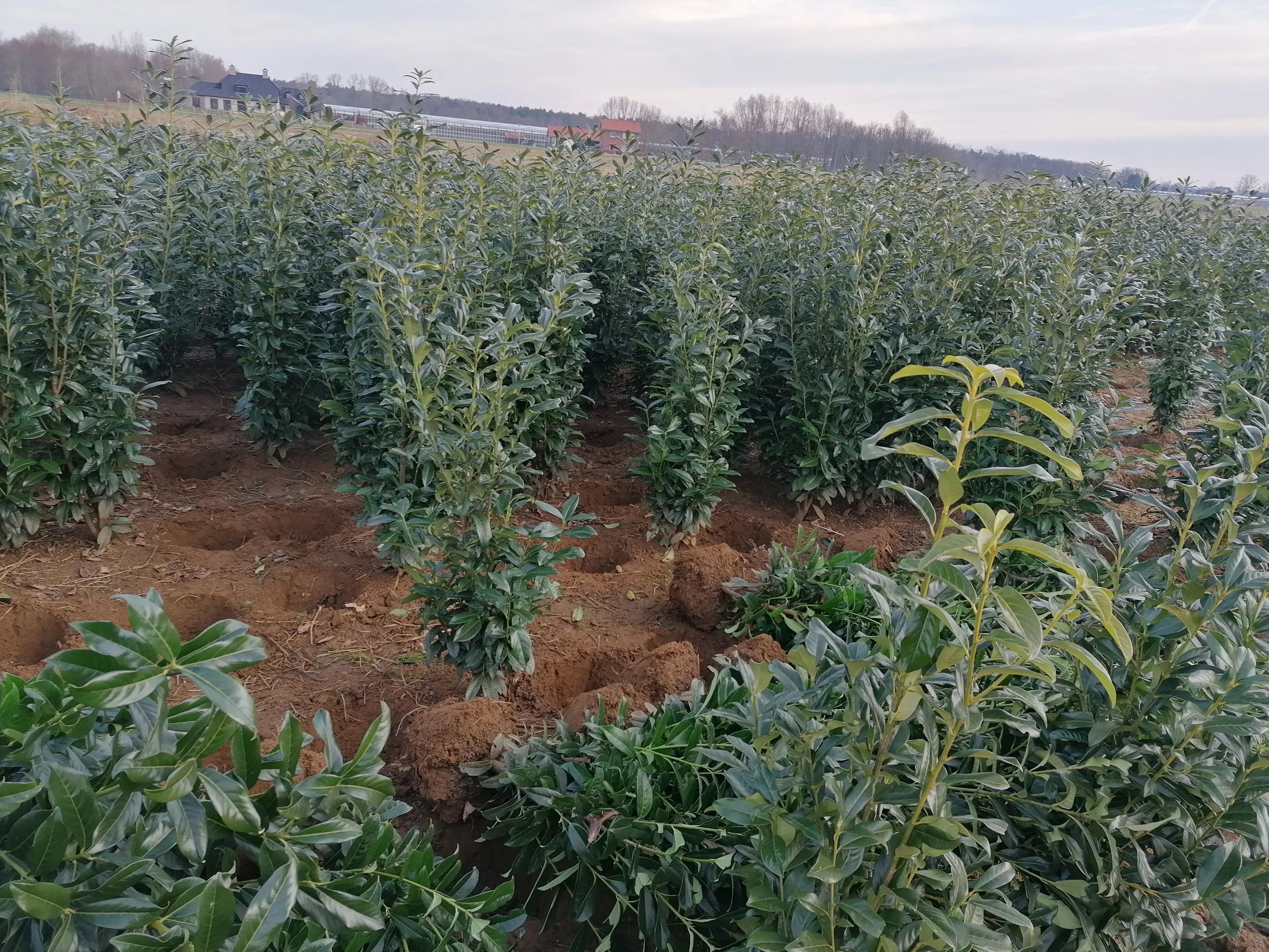 Kirschlorbeer Genolia 140-160 cm Höhe Ballenware - Heckenpflanzen Thelen