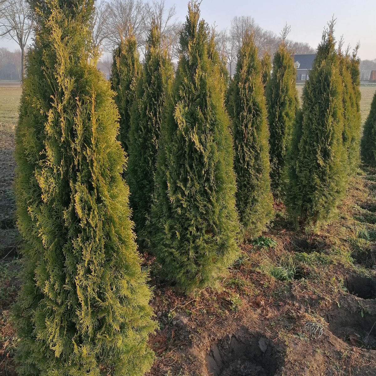 Lebensbaum Thuja occidentalis Smaragd 200-220 cm Höhe Ballenware