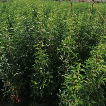 Portugiesischer Kirschlorbeer Angustifolia Höhe 100-120 cm Topfware