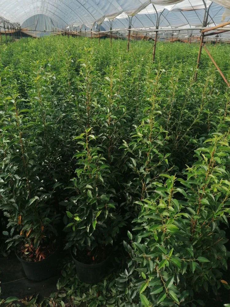 Portugiesischer Kirschlorbeer Angustifolia Höhe 80-100 cm Topfware - Heckenpflanzen Thelen
