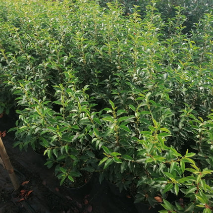 Portugiesischer Kirschlorbeer Angustifolia Höhe 60-80 cm Topfware