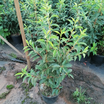 Portugiesischer Kirschlorbeer Angustifolia Höhe 60-80 cm Topfware