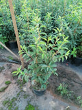 Portugiesischer Kirschlorbeer Angustifolia Höhe 60-80 cm Topfware - Heckenpflanzen Thelen