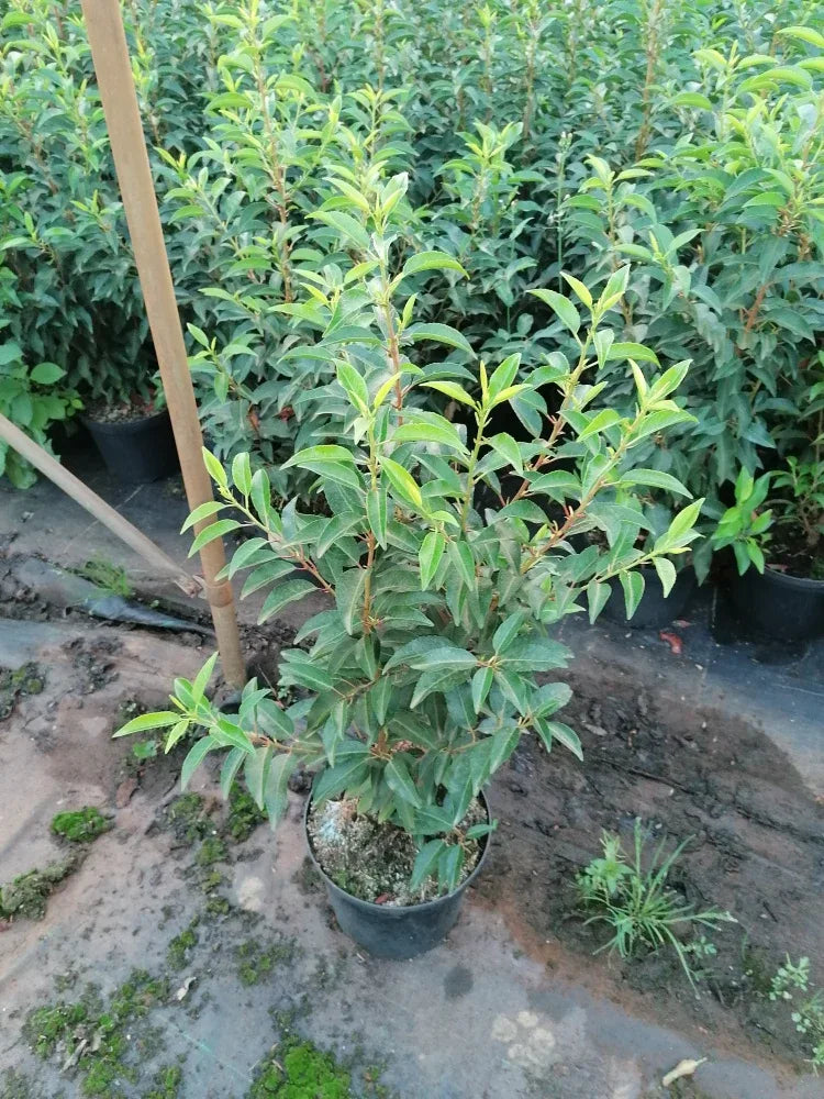 Portugiesischer Kirschlorbeer Angustifolia Höhe 60-80 cm Topfware - Heckenpflanzen Thelen