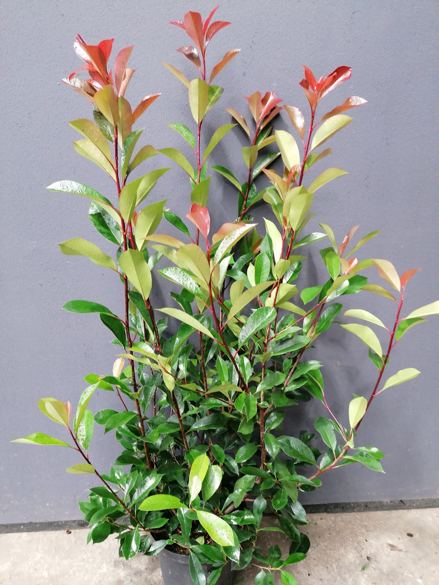 Glanzmispel Red Robin 100-125 cm Höhe Topfware