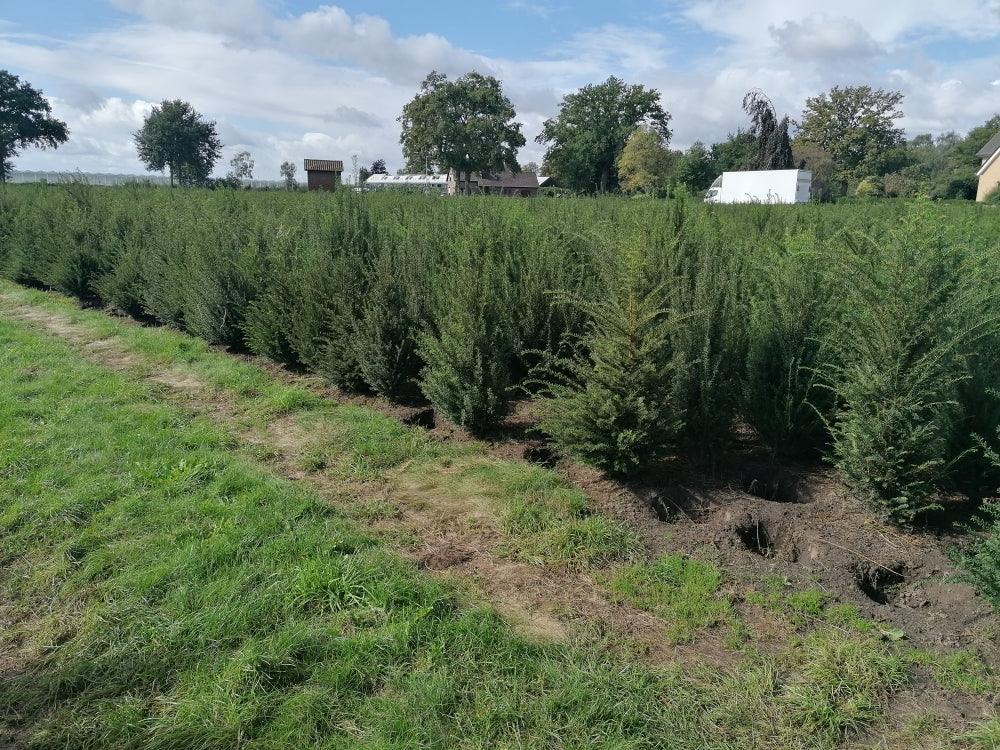 Heimische Eibe - Taxus baccata 100-120 cm Höhe - Heckenpflanzen Thelen