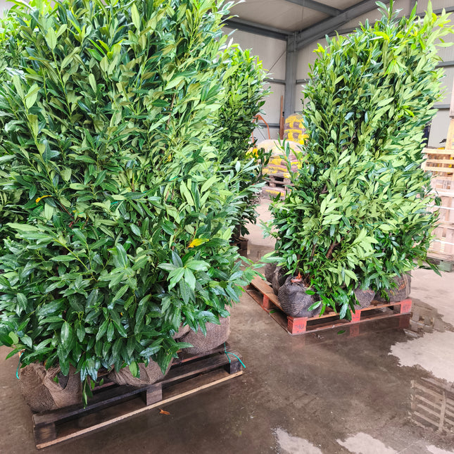 Kirschlorbeer Herbergii 175-200 cm Höhe Ballenware