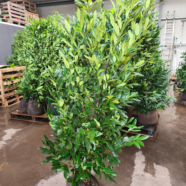 Kirschlorbeer Herbergii 175-200 cm Höhe Ballenware