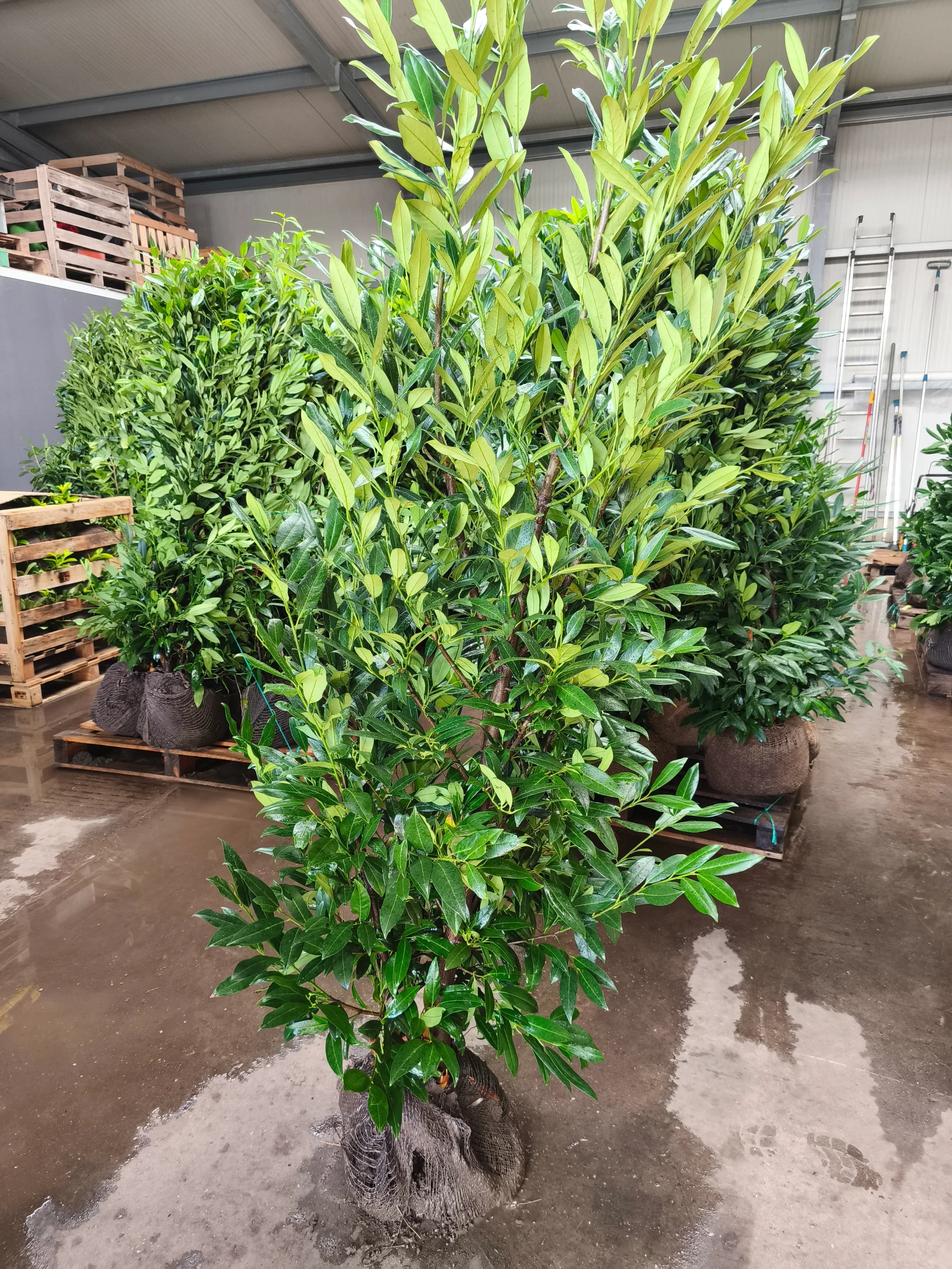 Kirschlorbeer Herbergii 175-200 cm Höhe Ballenware - Heckenpflanzen Thelen
